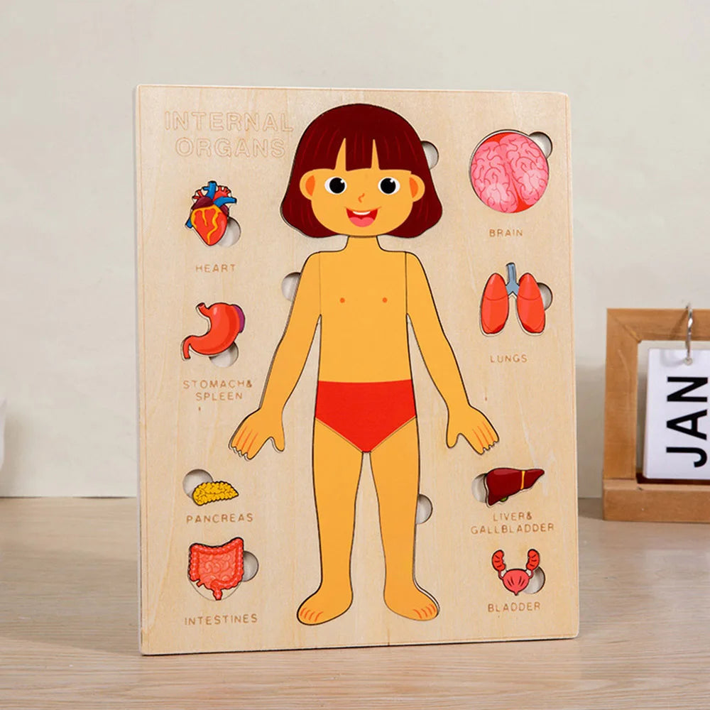 Human Body Montessori Puzzle Teaching Aid Set