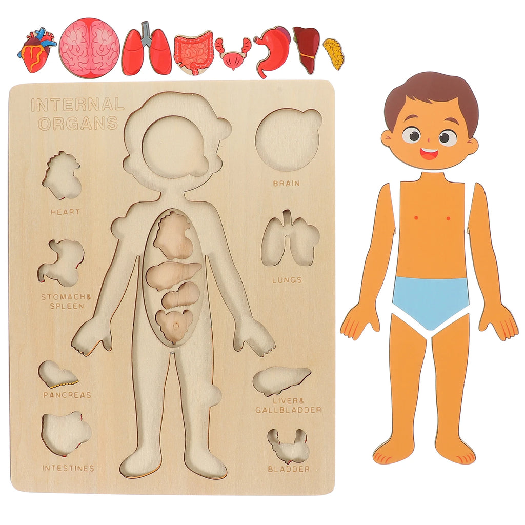 Human Body Montessori Puzzle Teaching Aid Set