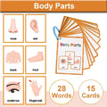 Little Learners Montessori Cards