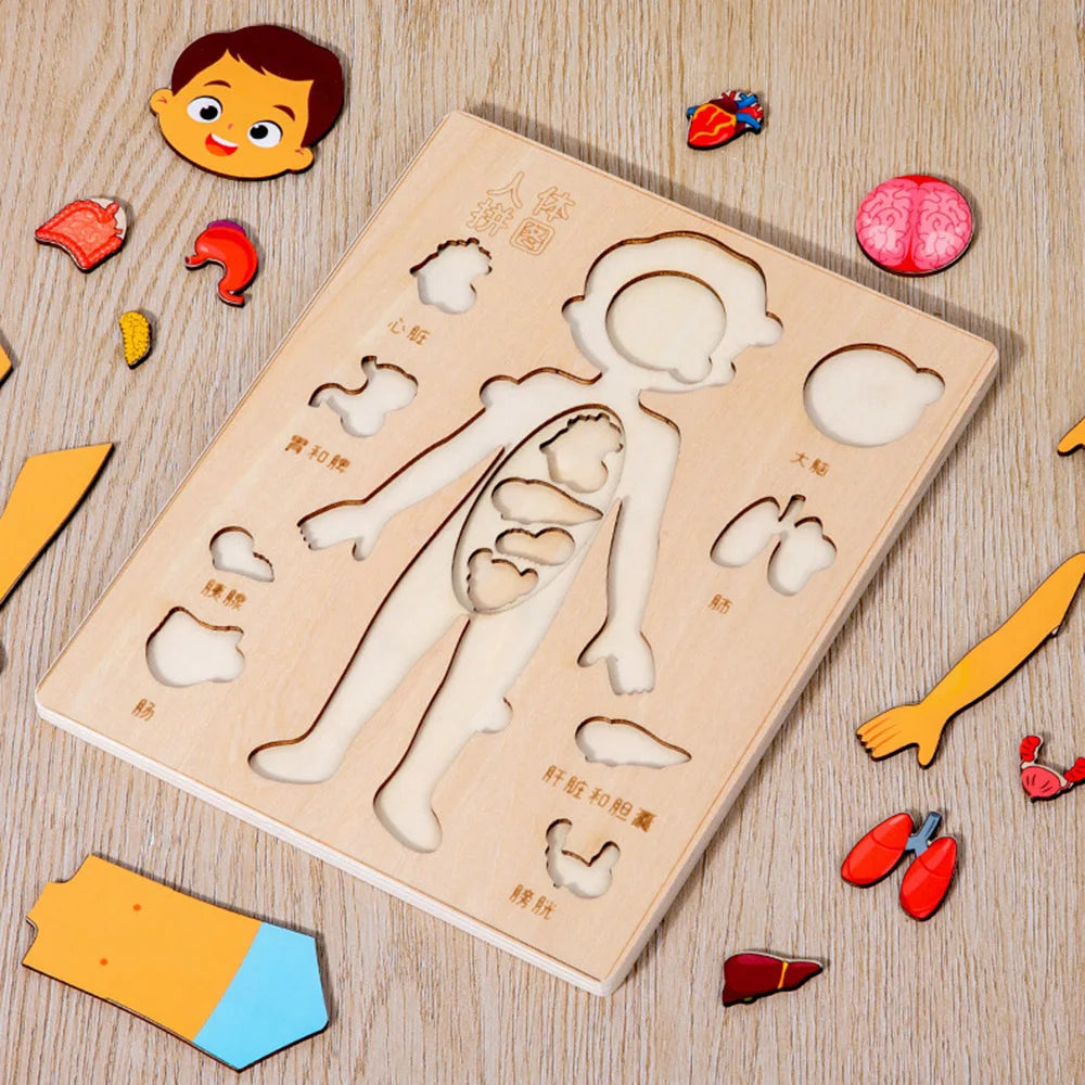 Human Body Montessori Puzzle Teaching Aid Set