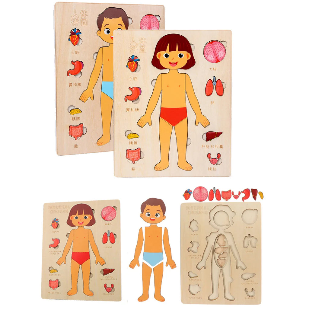 Human Body Montessori Puzzle Teaching Aid Set