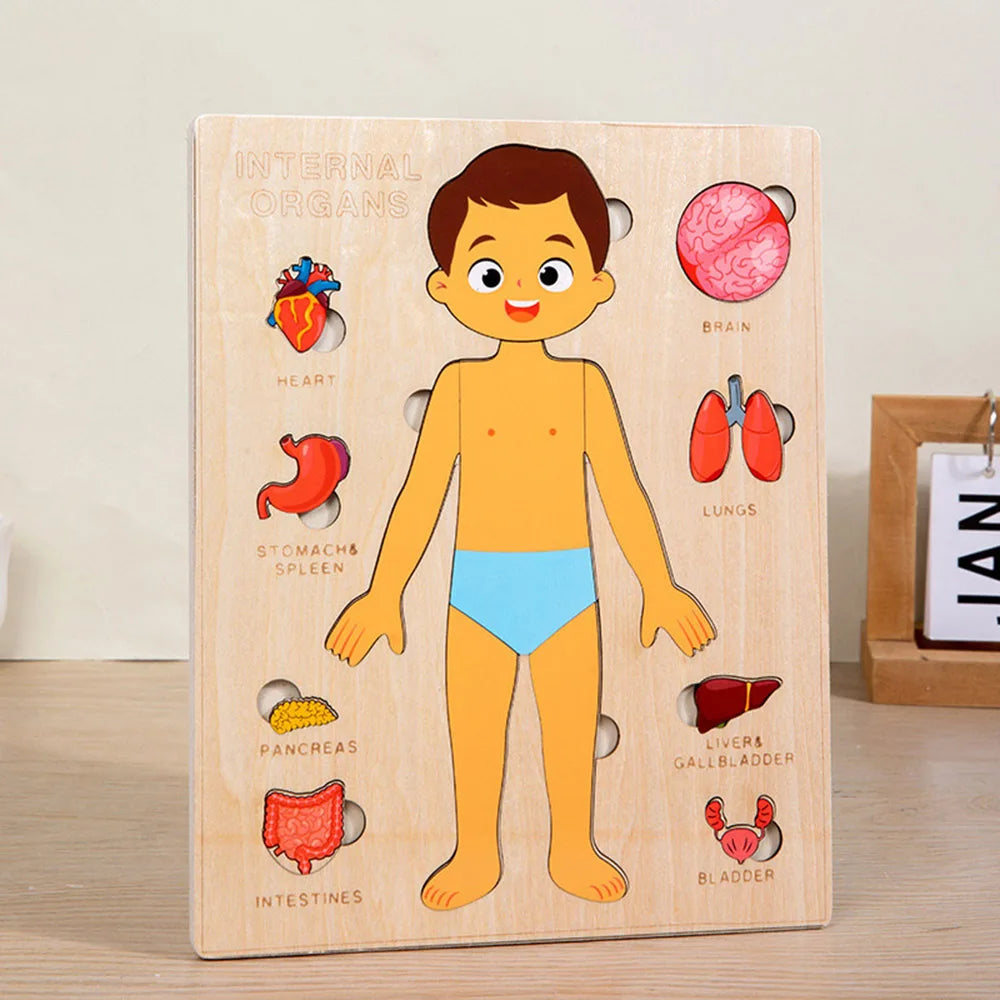 Human Body Montessori Puzzle Teaching Aid Set