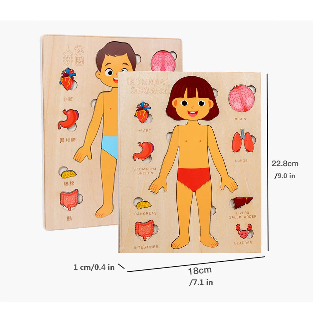 Human Body Montessori Puzzle Teaching Aid Set