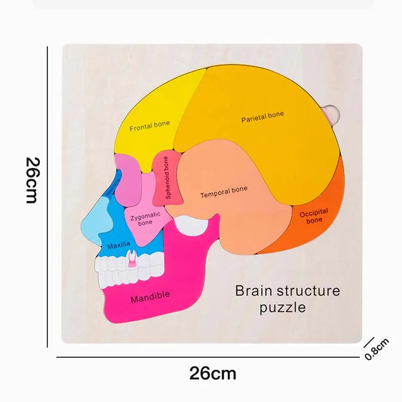 Human Body Montessori Puzzle Teaching Aid Set